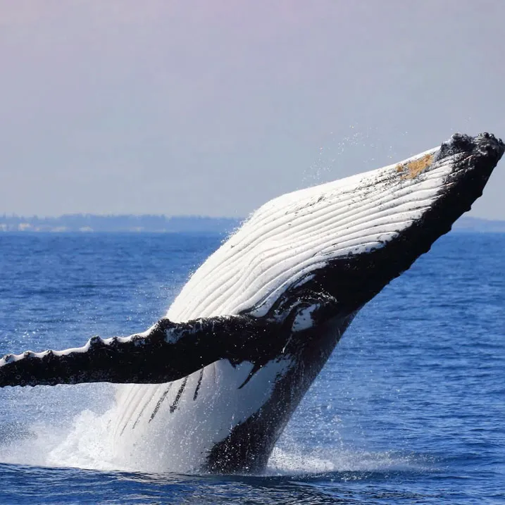 D-_todo_trabajos_Projectos_visiting-a-friend_imagenes_tours_ballenas_whale-4 copy